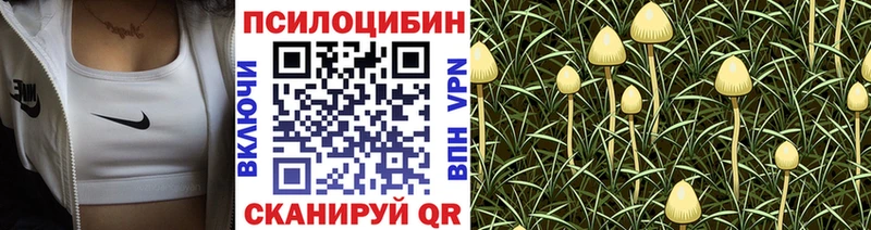Псилоцибиновые грибы GOLDEN TEACHER  купить наркотик  Сальск 