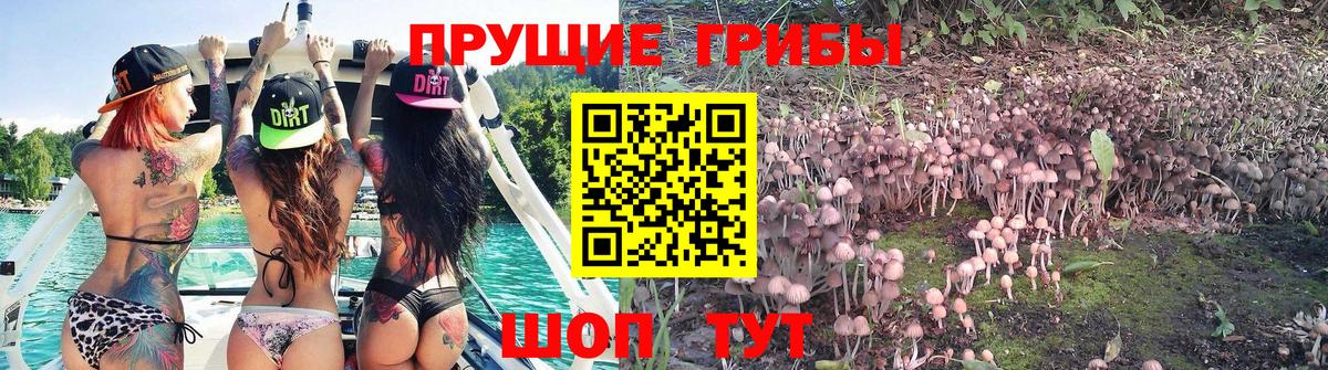 Галлюциногенные грибы прущие грибы  Вход с VPN  Сальск  купить  цена  Псилоцибиновые грибы Psilocybine cubensis 