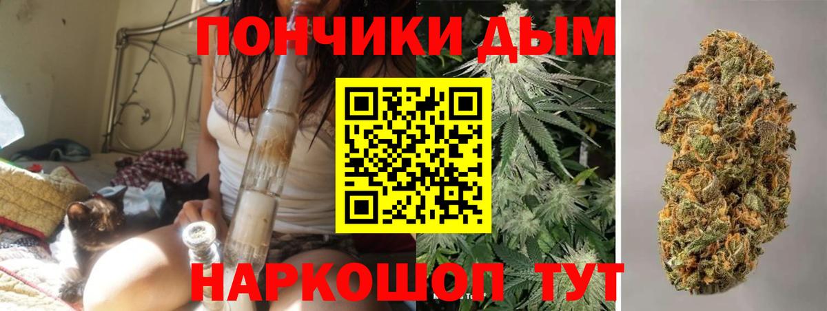 Конопля сатива Сальск